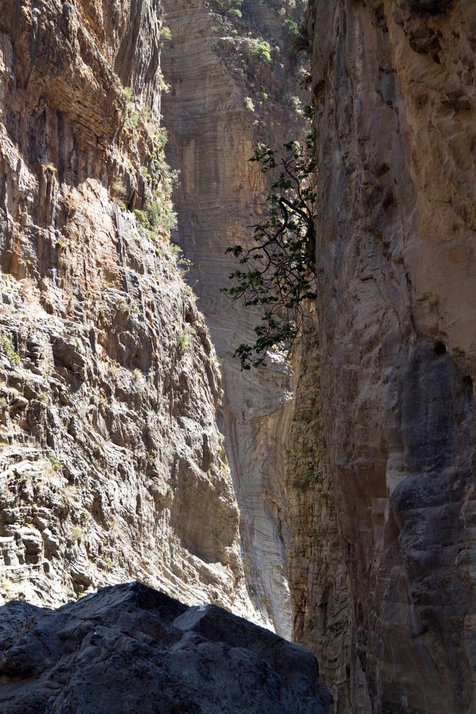 A small tree rooted high in the sheer gorge wall, the cliffs closing in on either side